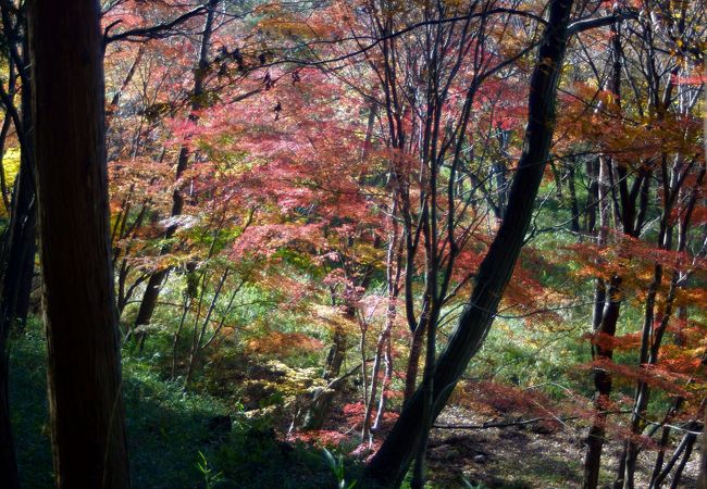 嵐山渓谷 紅葉まつり クチコミ アクセス 営業時間 小川 嵐山 フォートラベル