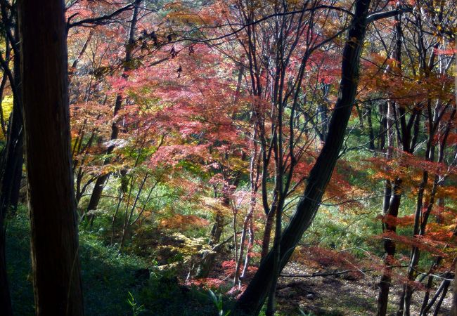 嵐山渓谷の紅葉