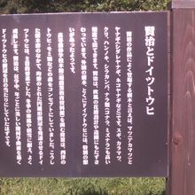 賢治とドイツトウヒの関係についてはこちらで。