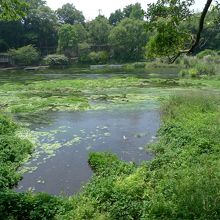 第二展望近くの湧水