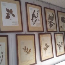 植物標本が並ぶ様子