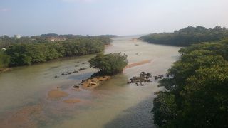 ヒルギの林を簡単に見ることができるスポット