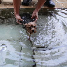 旅館の玄関先にある犬専用の温泉。泳いでいます。