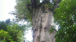 車で行ける紀元杉