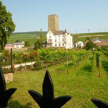 駅に行く途中のぶどう畑
