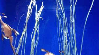 家族で行きました。