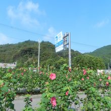 国道55号線沿いにあります