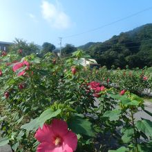 駐車場周りには芙蓉の花！