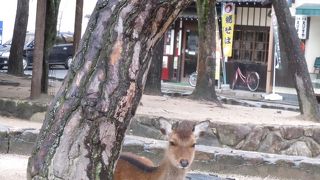 鹿に出会おう！