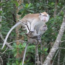 お猿さんや大トカゲが歓迎してくれます。