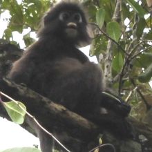 愛嬌あり可愛いお猿さん