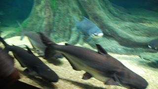 興味深い魚がいっぱい