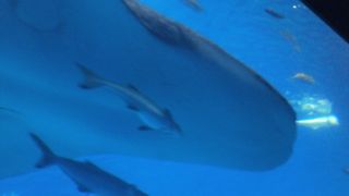 沖縄に行ったら必ず訪れます