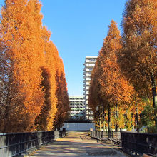 けやき橋