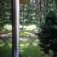 窓の外に鹿の家族がやってきました