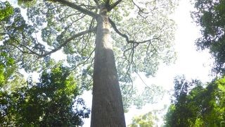 キナバル公園とポーリン温泉観光