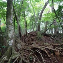 登山道は浸食が進んで木の根が浮き上がっています。