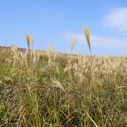 ここから秋吉台最高峰　龍護峰（りゅうごのみね）に登れます。