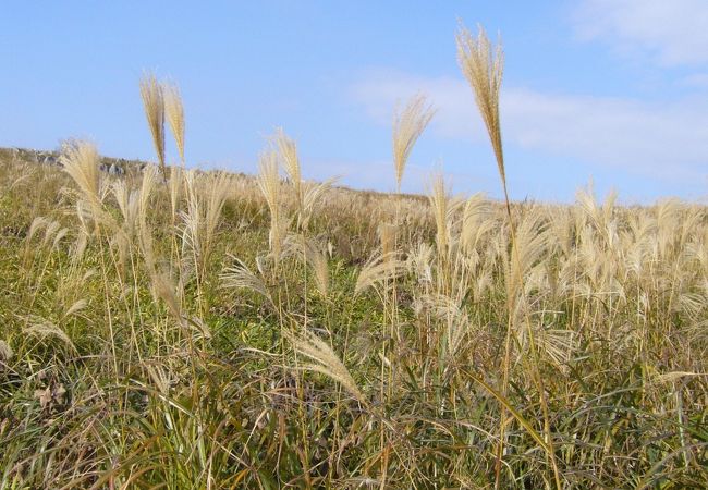 ここから秋吉台最高峰　龍護峰（りゅうごのみね）に登れます。