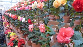 毎年見事なベコニアを鑑賞できる