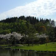 遅咲きの桜