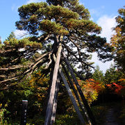 樹齢300年余りの北五葉松が！