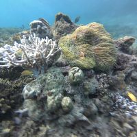サンゴや魚を見られるハイダウエイ島の海