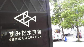 ペンギン見ながら