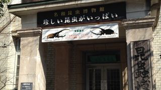 日本最古の昆虫博物館