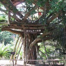 木の上のキジムナーの家