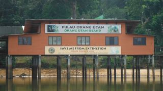 もう赤ちゃんオランウータンはいませんo(≧～≦)o