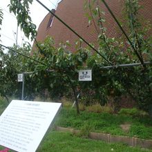 梨の見本園（一部）