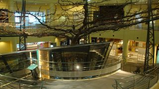 梨のことを学べます