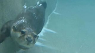 ショーも充実しています。