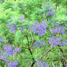 ジャカランダの花