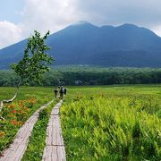 トガクシショウマに会いたくて、厳しい登山コースを登る