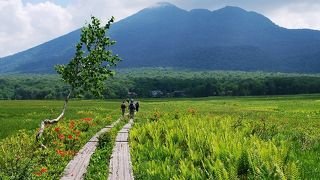 トガクシショウマに会いたくて、厳しい登山コースを登る