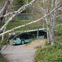 バスに乗ると、クマの近くに連れて行ってくれて間近で見られます