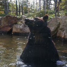 バスの終着点ではガラス越しに見られ、タッチもできます！