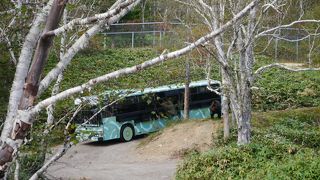 ヒグマを間近で見ることができます！ガラス越しにタッチも！