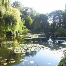 太鼓橋から眺めた睡蓮