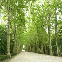 お城へと続く並木道