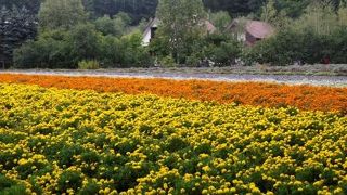 ラベンダー畑の草分けとも言えるファーム