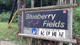 Blueberry Fields 紀伊國屋