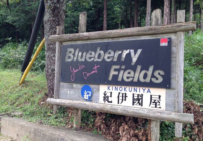 Blueberry Fields 紀伊國屋