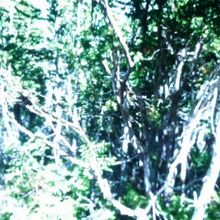 こんな木ばかり