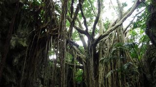 ガジュマルが歩いてます