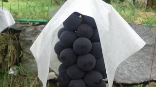 ぶどう狩りができる