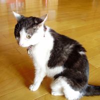 こちら、営業部長。人なれしていて撫でても,逃げないですね〜