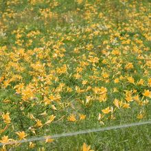 あこがれのニッコウキスゲに出会えた。良かった。